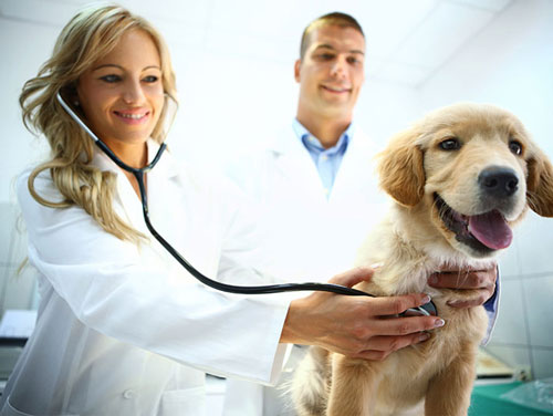 Two veterinarians performing a check-up on a puppy