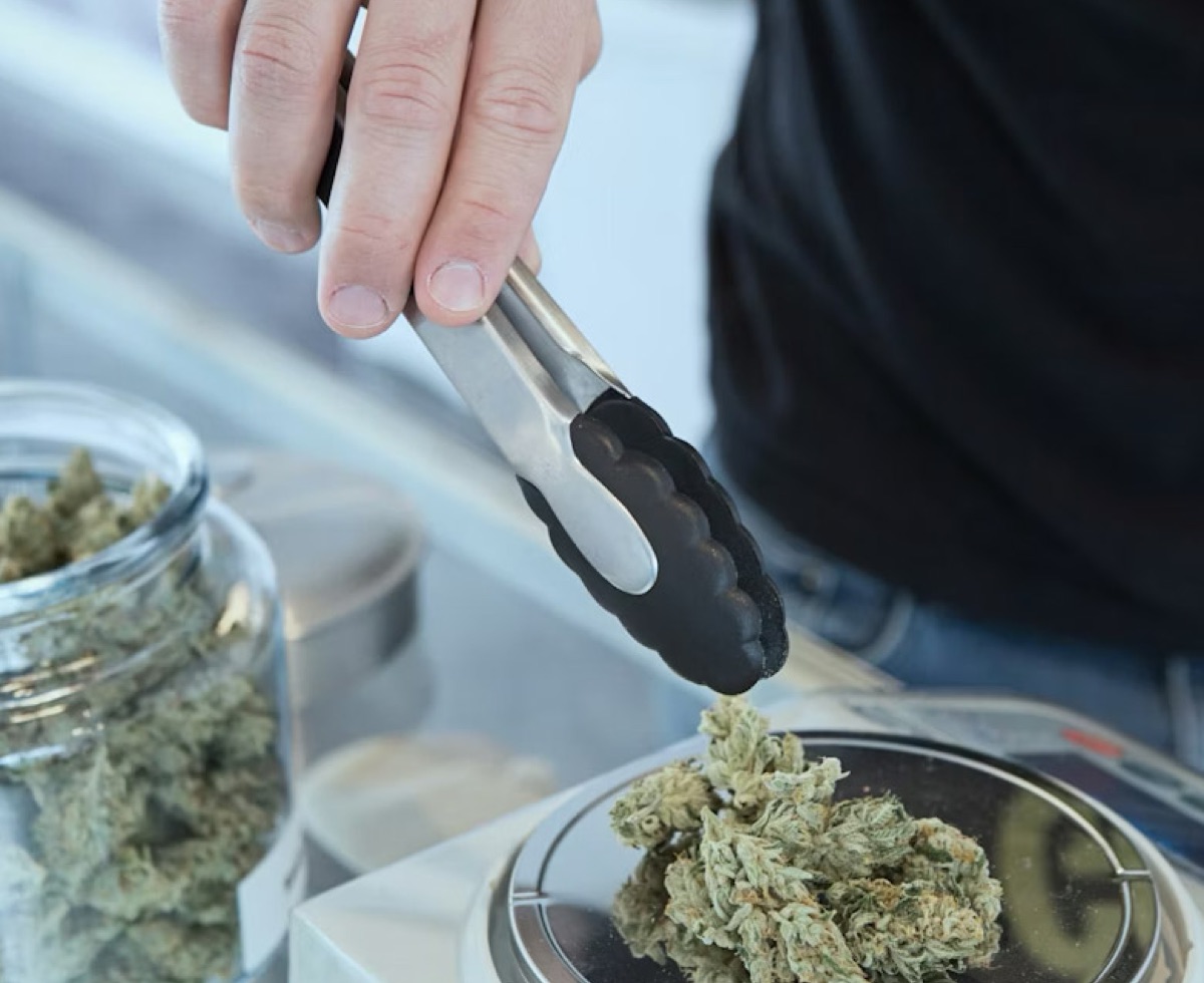 Cannabis