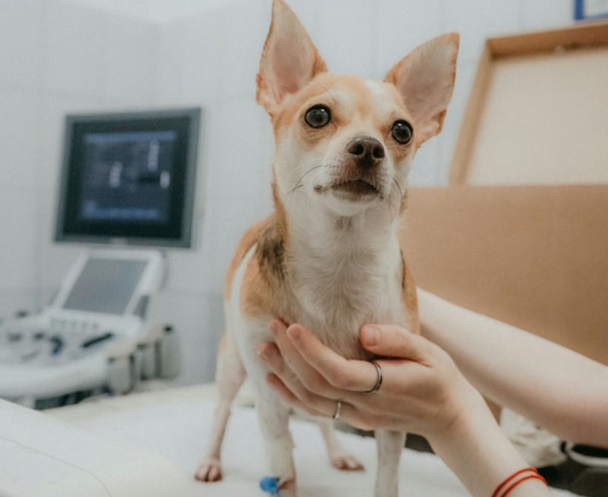 Chihuahua